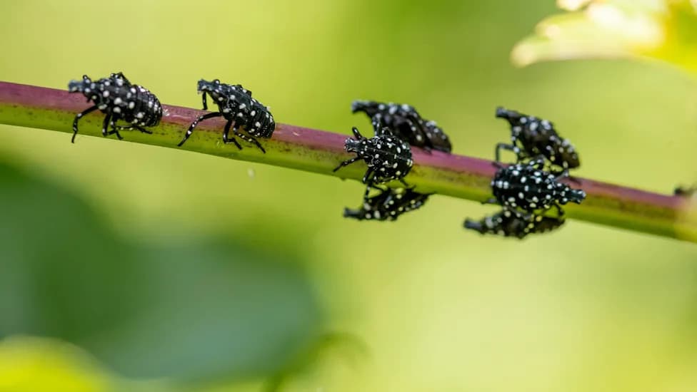 Spotted Lanternflies Swarm Northern Kentucky — Experts Warn Invasion Could Worsen