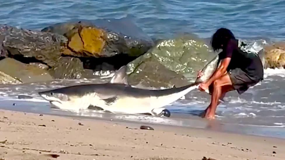 Angler Reaches Into 8-Foot Shark’s Mouth to Remove Hook, Drags Juvenile Shark Back to Sea at Sunset Beach (Video)