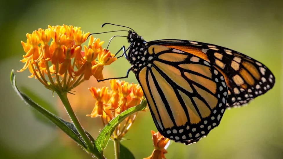 Monarchs and Other Species Left in Limbo as Federal Rules Shift From Blanket Protections to Case-by-Case Plans
