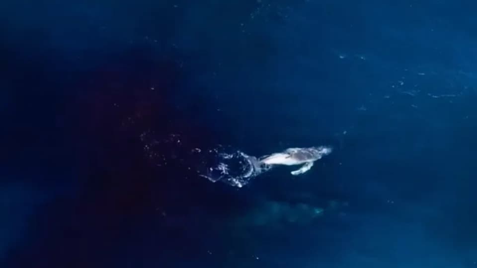 Drone Captures First-Ever Humpback Whale Birth on Film Off New South Wales