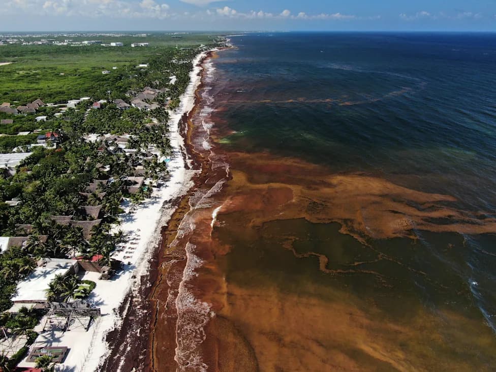 Massive Sargassum Blooms Smother Caribbean and Gulf Coasts, Threatening Tourism and Marine Life