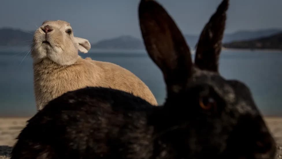 Wild Boars Turn Predator: Okunoshima's 'Rabbit Island' Faces New Ecological Risk