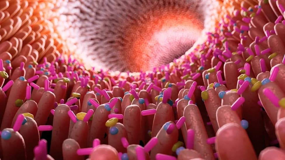 How Immune and Microbial Signals Amplify Gluten Damage in Celiac Disease — A 100+ Study Review