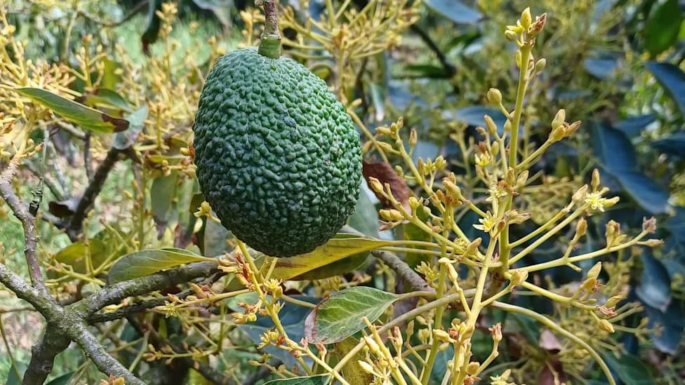 Genetic Shortcut for Avocado Breeders: SDMYB Predicts A or B Flowering Type Years Before Bloom