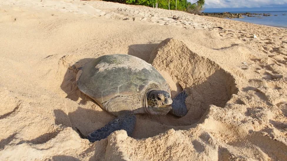 Holden Beach Records 69 Sea Turtle Nests — Heat Threat Could Skew Hatchling Sex Ratio