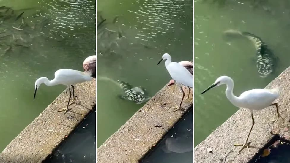 Watch: Protective Snakehead Guards Bright Orange Fry — A Parenting Trait That Fuels Its Invasion