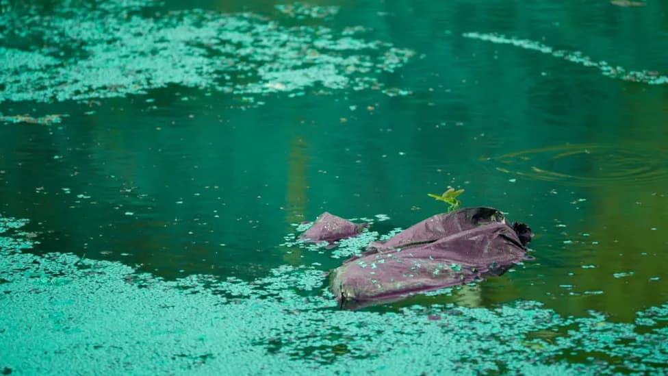 South Korean Study Finds Algal Blooms Speed Breakdown of Plastic Bags Into Microplastics
