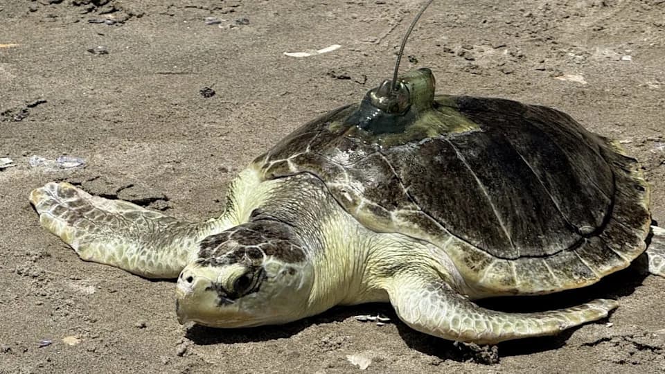 Don't Let Elections Decide Which Species Survive: A Call For Durable, Science-Based Conservation