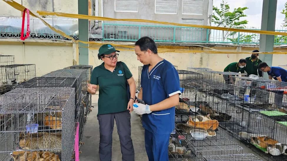 Ho Chi Minh Police Seize 400+ Cats in Major Bust; About 40 Reunited With Owners
