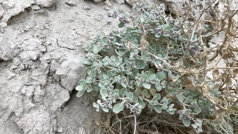 Death Valley Shrub 'Air-Conditions' Its Leaves — Cooling Them Up to 13°C Below Air