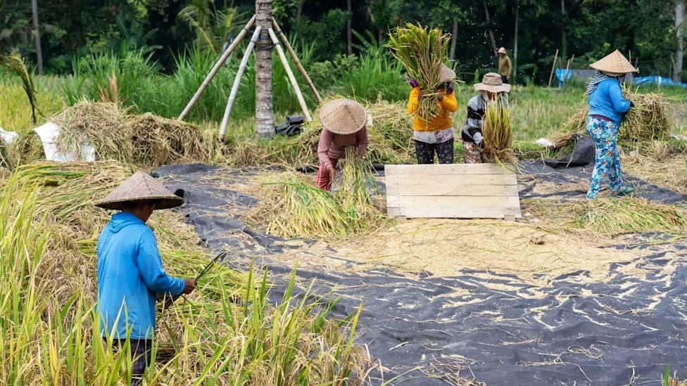New Study: Heat May Cut Global Rice Yields Nearly Twice as Much as Models Predict