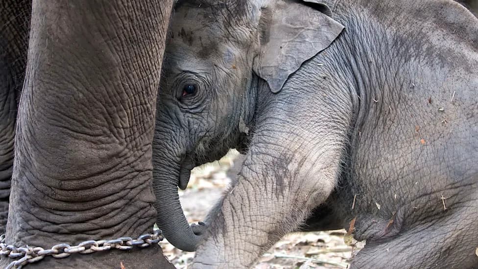 Released From Captivity, South African Elephants Often Readapt to the Wild, Study Finds