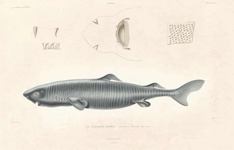 What a 400-Year-Old Greenland Shark Teaches Us About Aging and Resilience