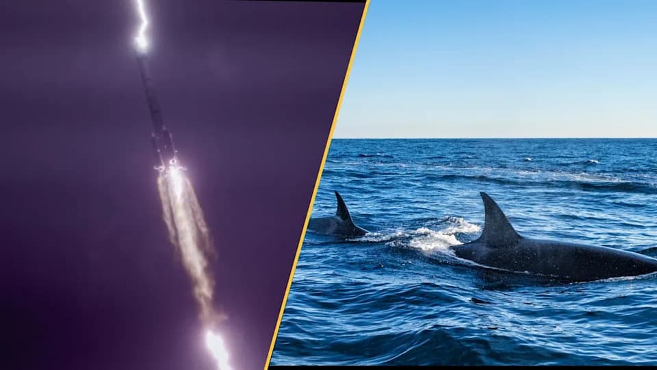 Whale Sharks, Antarctic Cold, Amazon Geoglyphs and More: This Week’s Biggest Science Stories