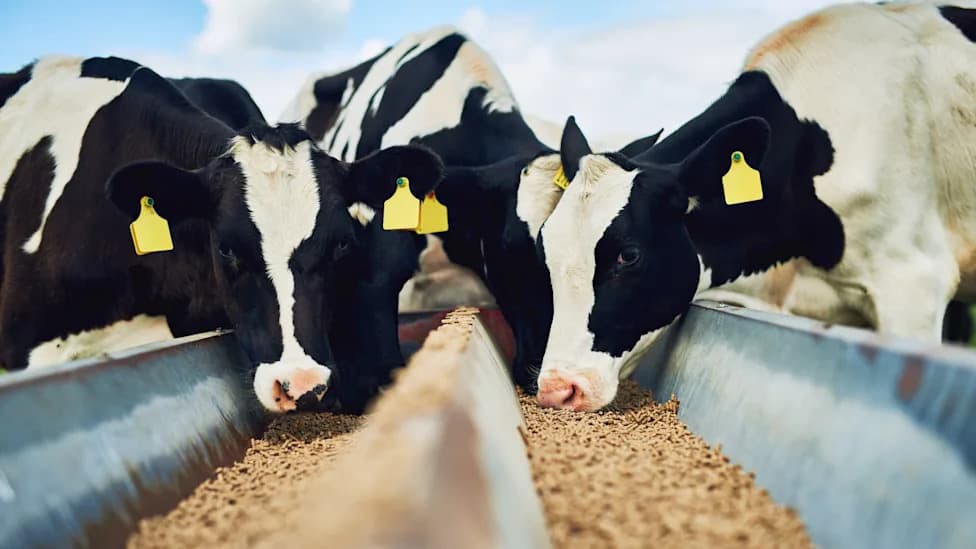 Most U.S. Glyphosate Is Used To Cut Meat Costs — Not Directly On Human Food