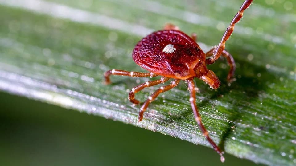 First New York Case Of Rare Bourbon Virus Confirmed — No Vaccine Or Widely Available Test, Experts Urge Vigilance