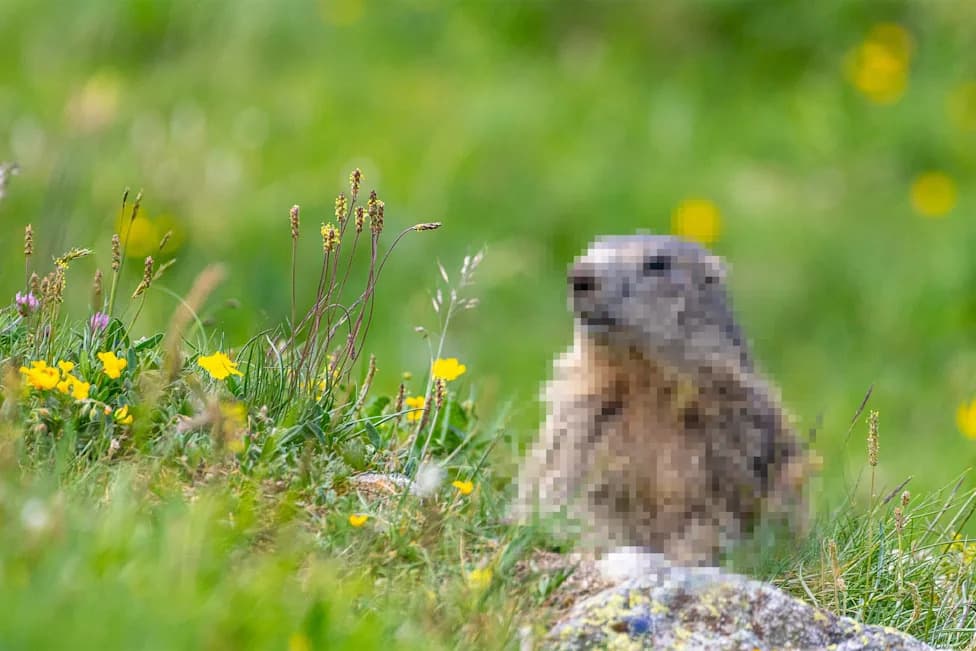 Scientists Turn to OnlyFans to Keep Long‑Running Marmot Study Alive After Federal Cuts