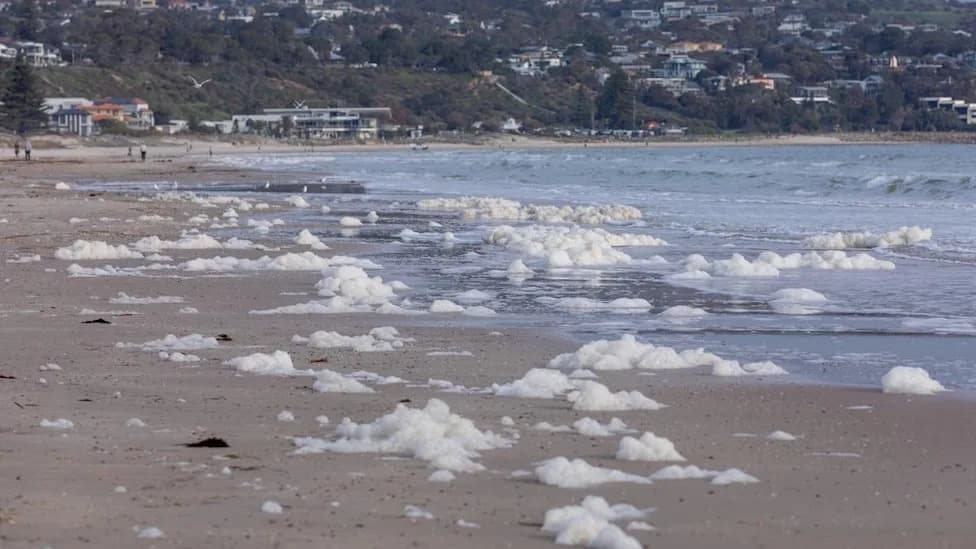 ‘Most Toxic’ Cold-Water Algal Bloom Off South Australia Kills Millions — Scientists Warn