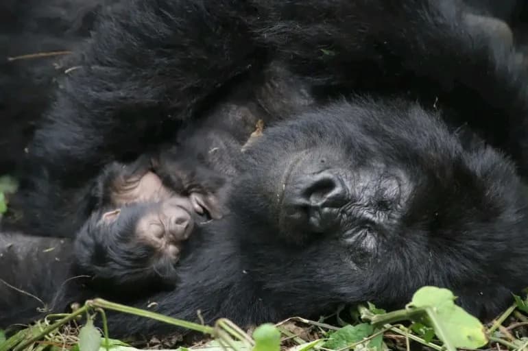 Virunga National Park Ramps Up Ebola Defenses to Protect Communities and Endangered Mountain Gorillas