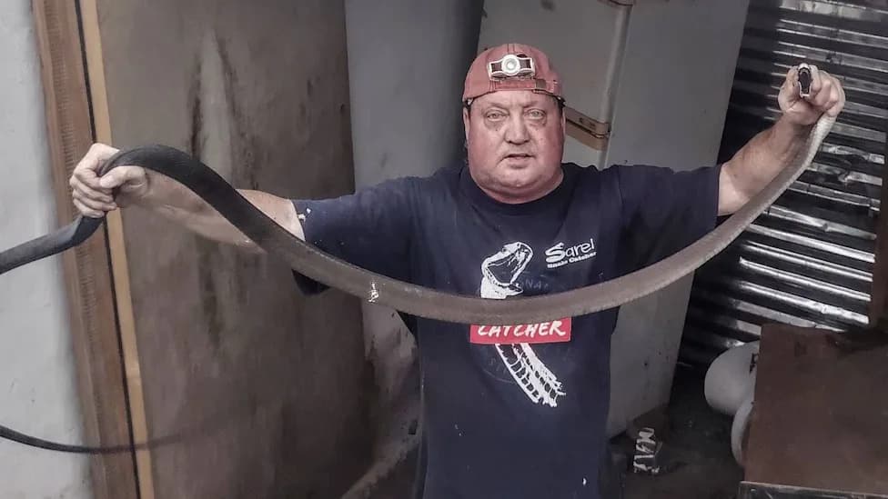 Black Mamba Discovered in Family Kitchen on KwaZulu‑Natal Coast — Rescuer Removes Venomous Snake During Breeding Season