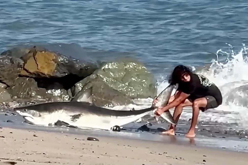 Unfazed Angler Reaches Into 8‑Foot Shark's Mouth, Returns It to Sea at LA Beach