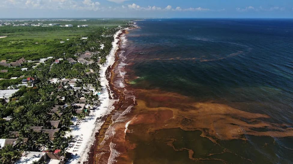 Massive Sargassum Bloom Smothers Caribbean and Gulf Coasts, Threatening Wildlife and Tourism