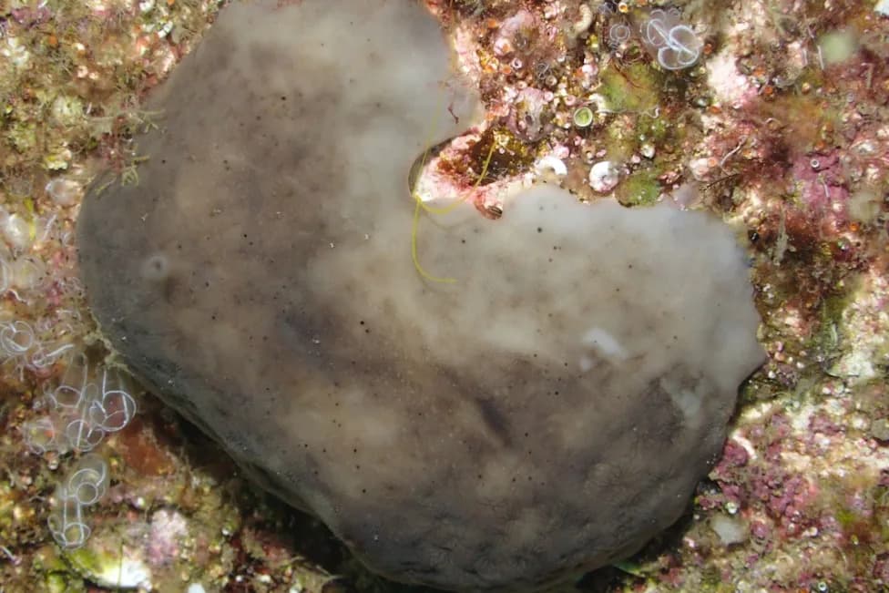 Tough ‘Chicken Kidney’ Sponge Survives Polluted Harbor and Could Help Restore Ports