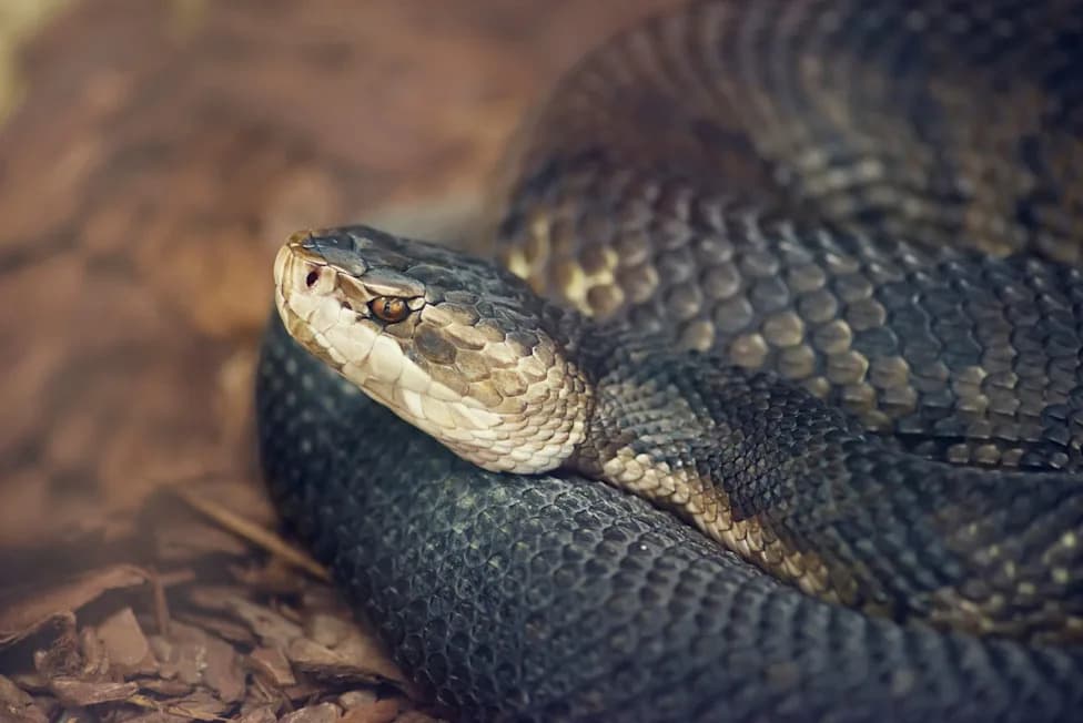 Daytona Beach Officers Safely Remove Venomous Cottonmouth Coiled at Home's Front Door