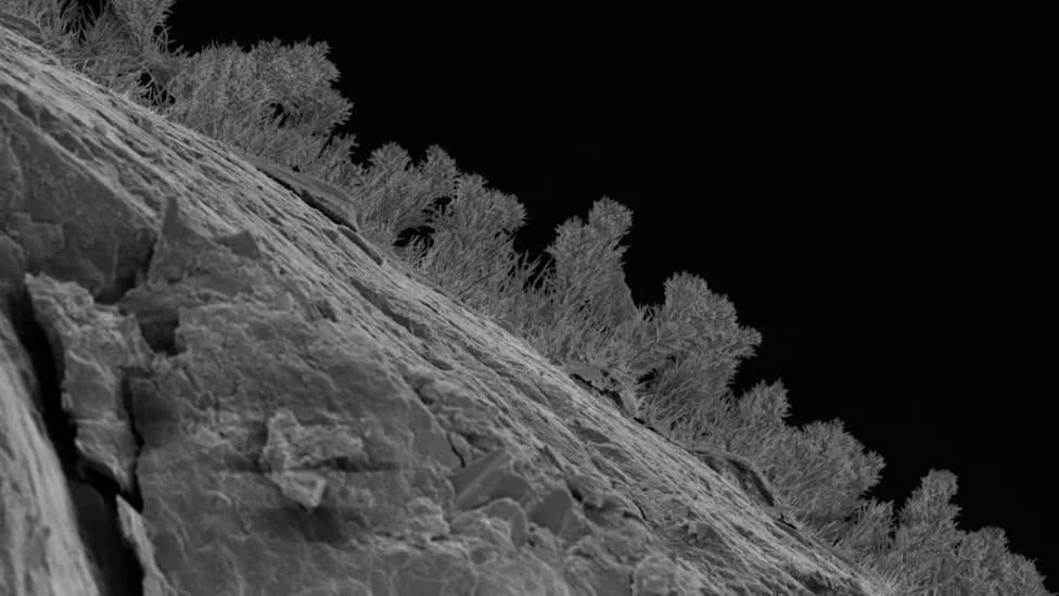 Hidden Forests Underground: Fungi, Tardigrades and Worms Found Hundreds of Feet Below Michigan