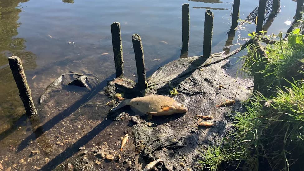 Heatwave and Drainage Runoff Blamed for Hundreds of Fish Found Dead on River Wensum