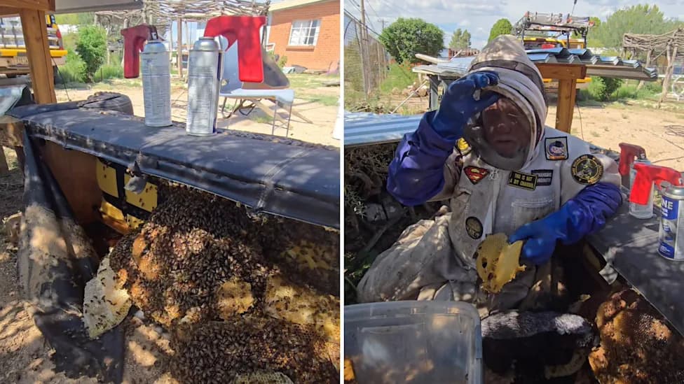 Arizona Man Swarmed by an Estimated 100,000 Africanized Bees After Weed‑Whacking