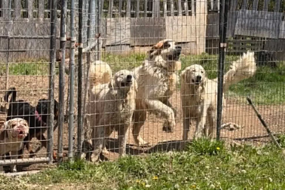 Erie County Rescue: 29 Dogs And 4 Horses Removed From Abandoned Property With No Food Or Water