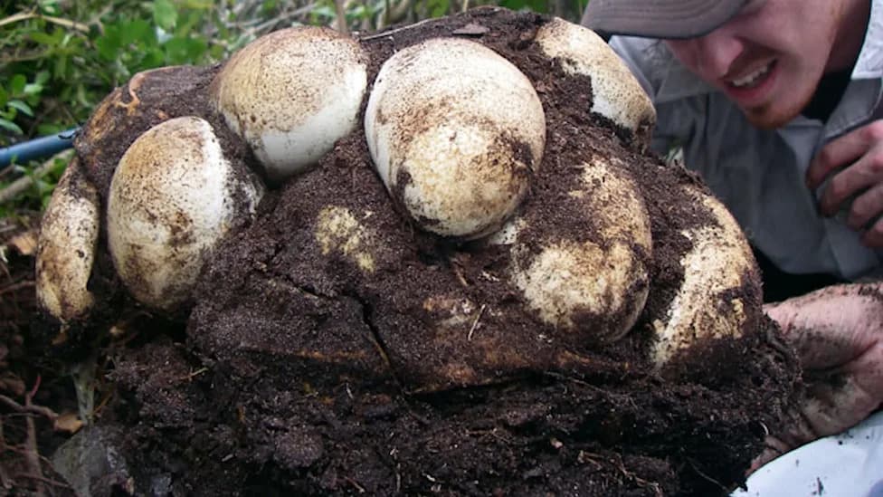 Florida Scientists Radio-Tag Male Pythons to Locate Hidden Females and Massive Nests
