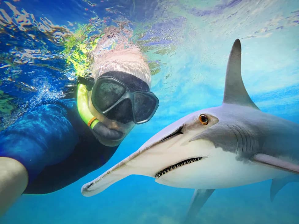 Planned Sandbar Shark Tagging Off Rhode Island Turns Up Rare Hammerheads — ASI Tags First Hammerhead