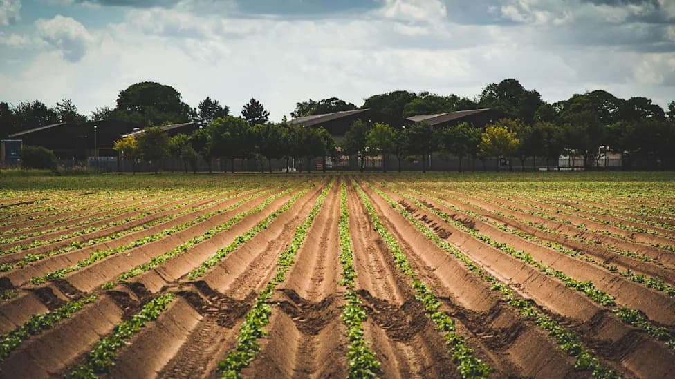 Training Soil Microbes to Help Crops Thrive in Saltier Soils
