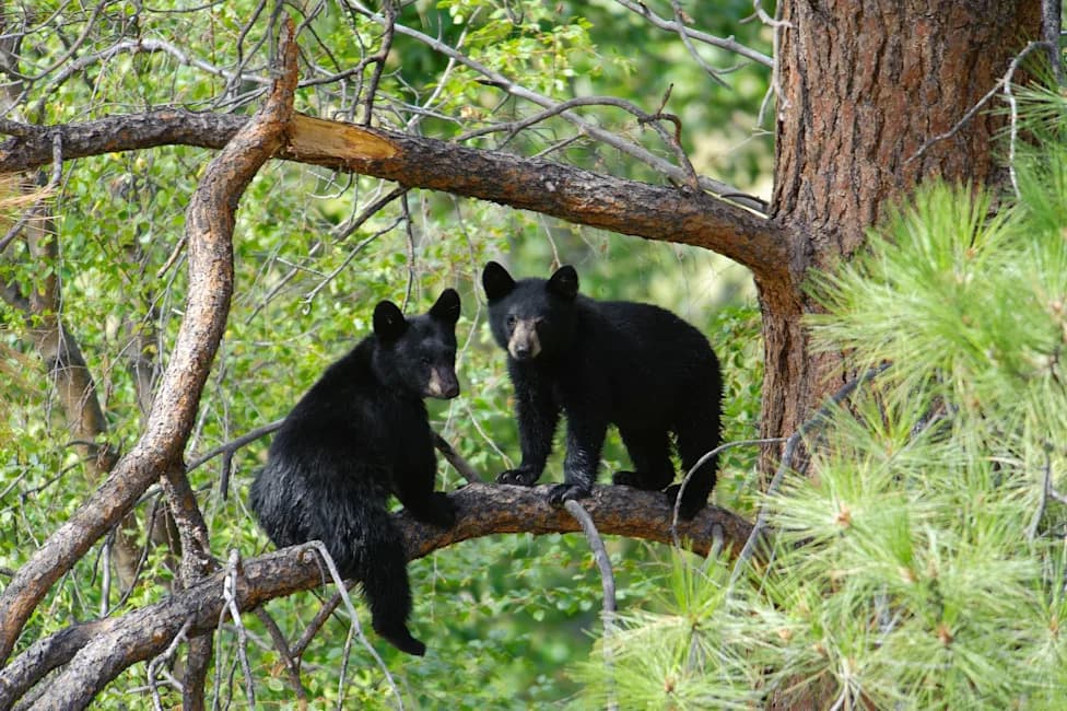 Five Orphaned Black Bear Cubs Survive Winter After California's First Fall Release