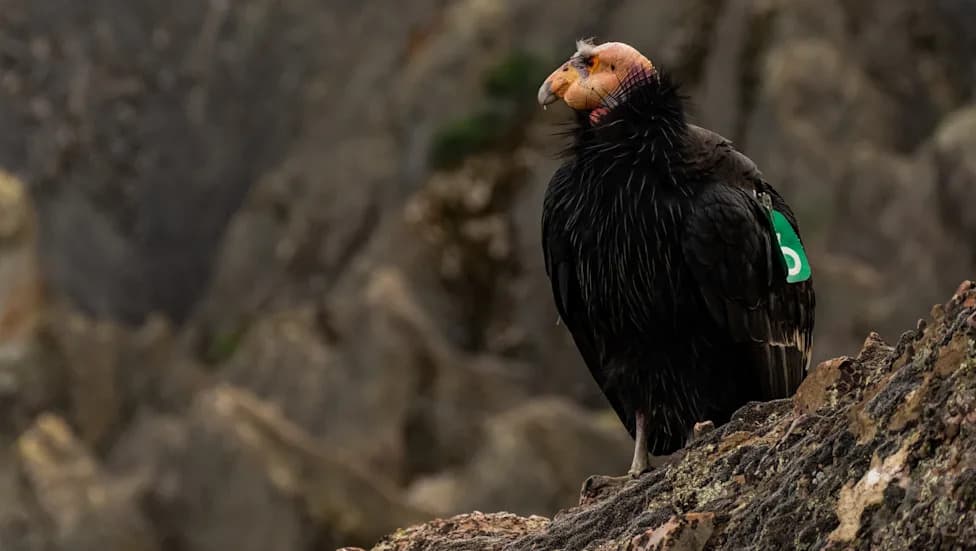 Condor Numbers Fall at Pinnacles as Lead Poisoning and Nest Failures Persist