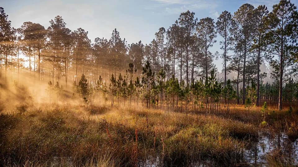 Florida Man Charged After U.K. Woman Traveled To Be 'Sexually Abused, Tortured And Murdered'; Body Found In Shallow Grave
