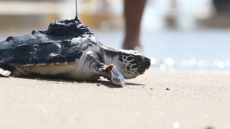 One‑Flipper Foxy Marks 100th Satellite‑Tracked Sea Turtle Release as Dubai Sends 23 Back to Sea