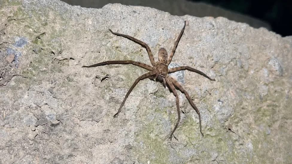 Australia's Brown Huntsman Clocked at 11.8 ft/s — A Contender for World's Fastest Spider
