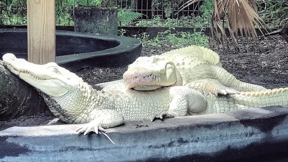 Florida Park Finds 19 Albino Alligator Eggs — Potential First Captive Hatchlings