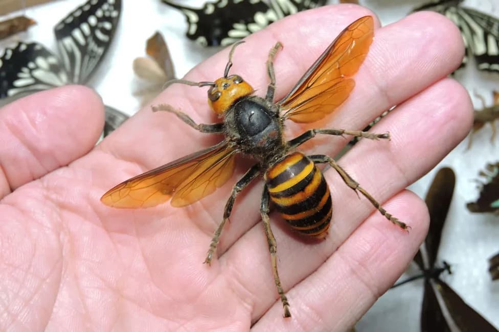 Asian Giant ‘Murder Hornet’: Credit-Card Wingspan, 6 mm Stinger, and Bee-Ripping Jaws