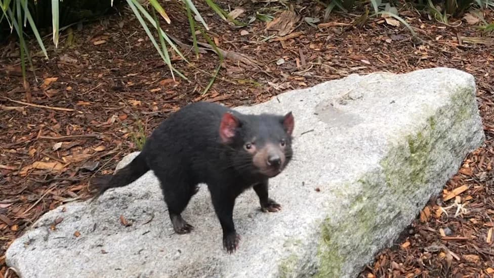 Missing Tasmanian Devil Mary Found Alive After 'Abnormally Large Leap' — Rushed To Specialist Vet