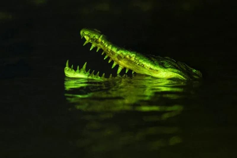 Sarawak Confronts Rising Crocodile Encounters After Population Rebound — Villagers Demand Action