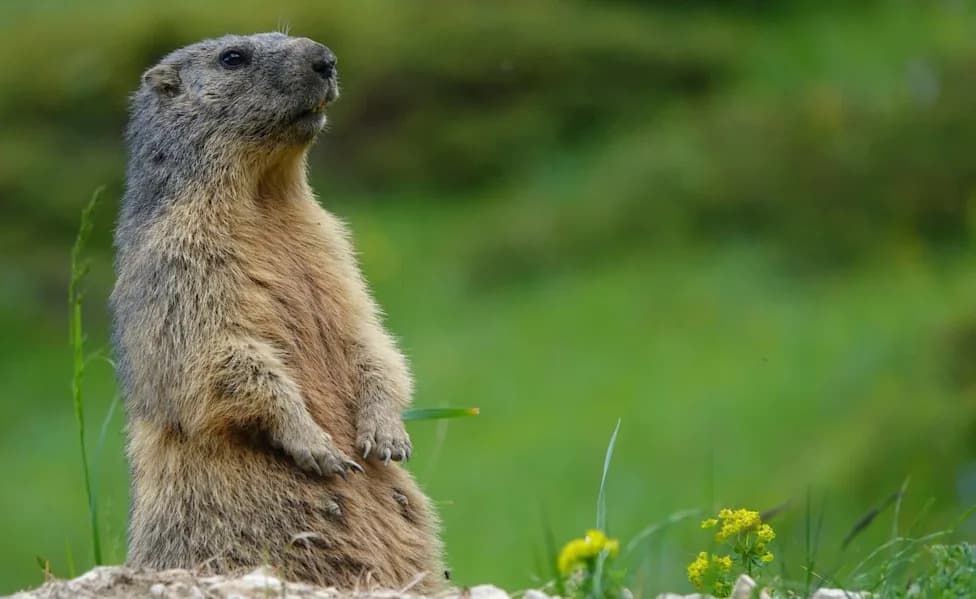 UCLA Scientists Launch 'OnlyMarms' OnlyFans Page to Rescue Decades‑Long Marmot Study