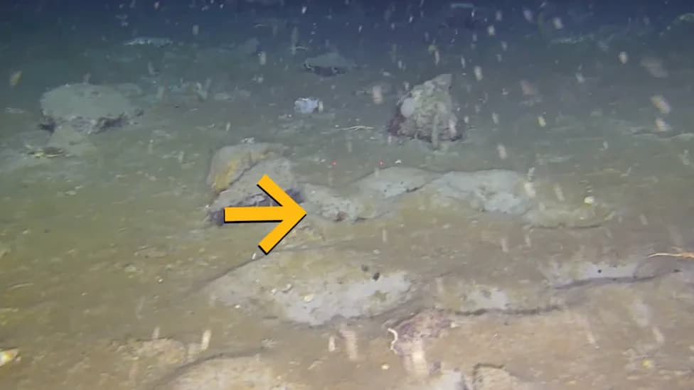 Hidden 'Fish City' Revealed Beneath Antarctic Ice — 1,000+ Nests in Six Geometric Patterns
