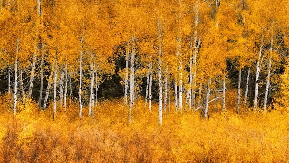Aspen Groves Act as Natural Firebreaks: Study Finds Trembling Aspen Slow Wildfire Spread