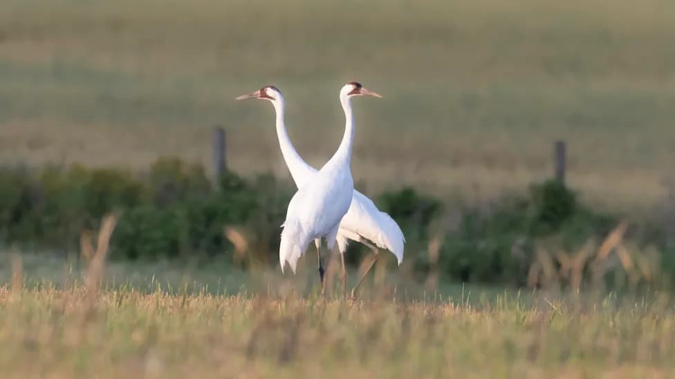 Record 10 Whooping Crane Chicks Fledge in Louisiana, Boosting Resident Population to 82