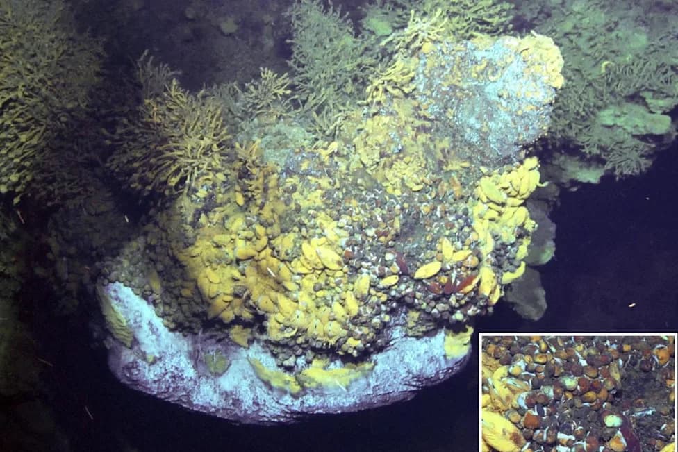 Microplastics Reach Deepest, 'Most Isolated' Undersea Ecosystems — Detected in 92% of Vent Animals