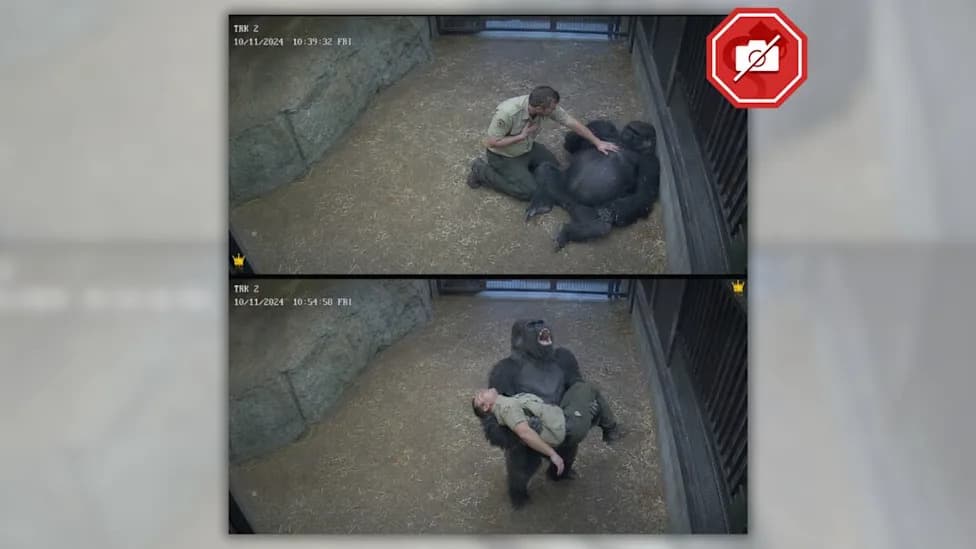 Fact Check: Viral Image of Gorilla 'Screaming for Help' Was AI‑Generated, Not Real Surveillance